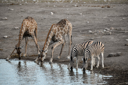 Three giraffes drinking at a waterhole in Etosha National Park, Namibiaの写真素材