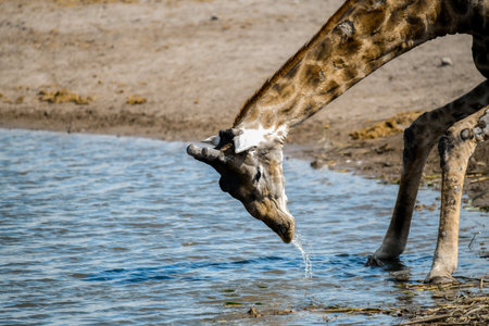 Giraffe drinking water in the Etosha National Park, Namibiaの写真素材