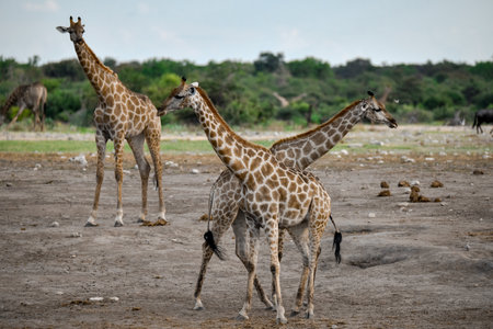 Giraffes in Chobe National Park, Botswana, Africaの写真素材