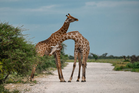 Two giraffes in the Chobe National Park, Botswana, Africaの写真素材