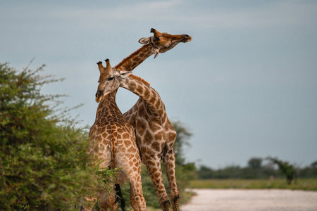 Two Giraffes in Chobe National Park, Botswana, Africa