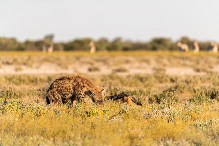 Spotted hyena in the Moremi Game Reserve (Okavango River Delta), National Park, Botswanaの写真素材