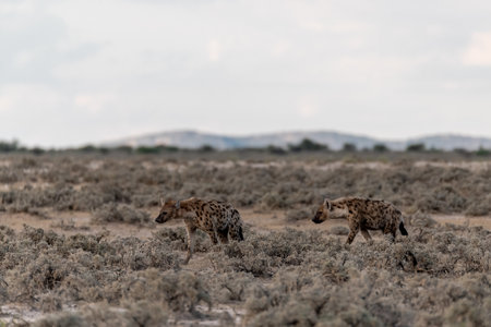 Spotted hyena in the Moremi Game Reserve (Okavango River Delta), National Park, Botswanaの写真素材