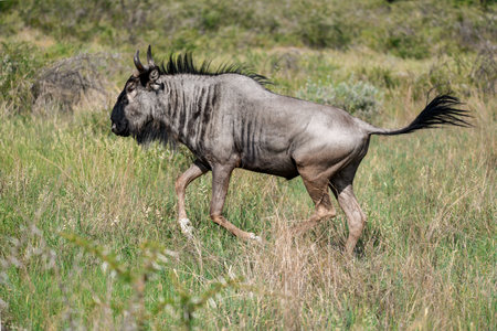 Blue wildebeest (Connochaetes taurinus)