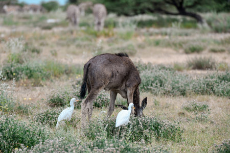 Wildlife in the Moremi Game Reserve (Okavango River Delta), Botswanaの写真素材