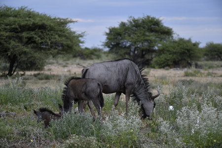 Wildebeest in Etosha National Park, Namibiaの写真素材