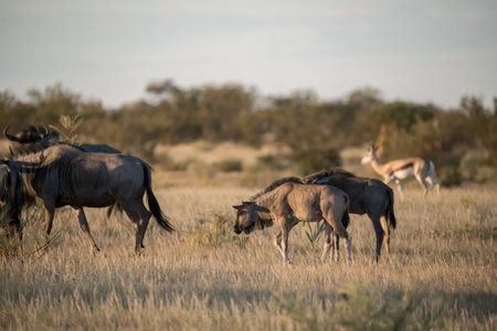 Blue wildebeest (Connochaetes taurinus) in Chobe National Park, Botswana, Africaの写真素材