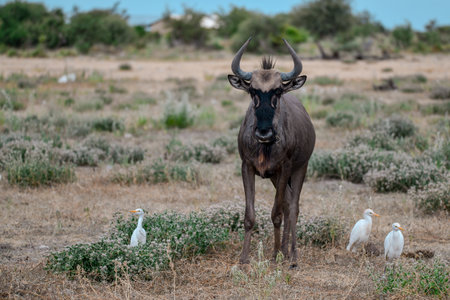 Blue wildebeest in the Moremi Game Reserve (Okavango River Delta), National Park, Botswanaの写真素材