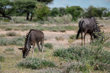 Wildebeest (Connochaetes taurinus) in the Etosha National Park, Namibiaの写真素材