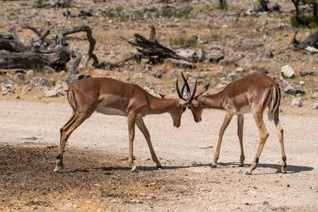 Impala antelope in Etosha National Park, Namibiaの写真素材