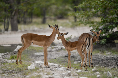 Impala Antelope - Aepyceros melampus