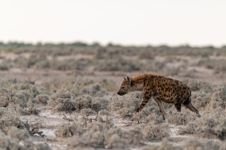 Spotted hyena running in the savanna of Etosha National Park in Namibiaの写真素材