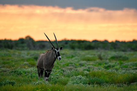 Gemsbok (Oryx gazella) at sunsetの写真素材