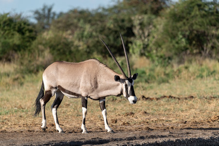 Gemsbok antelope (Oryx gazella)の写真素材