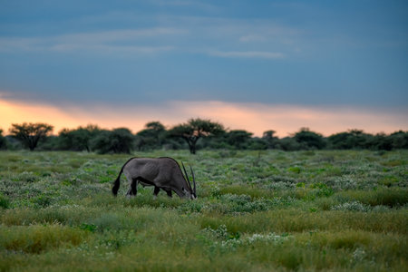 Gemsbok antelope in a national parkの写真素材