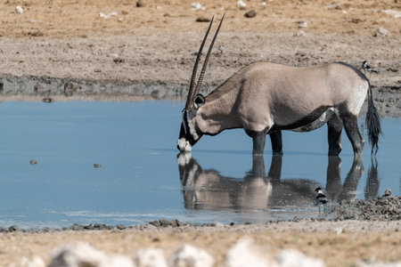 Oryx at a waterhole, Namibiaの写真素材