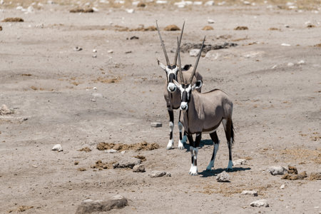 Oryx in the Etosha National Park, Namibia