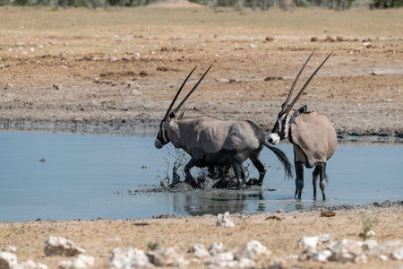 Oryx at a waterhole in Etosha National Park, Namibiaの写真素材