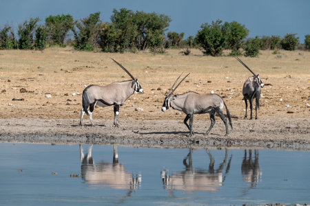 Oryx at a waterholeの写真素材