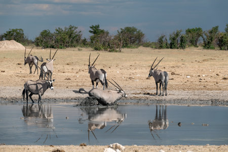 Oryx at a waterholeの写真素材
