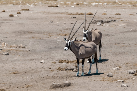Two gemsbok antelope in Etosha National Park, Namibiaの写真素材