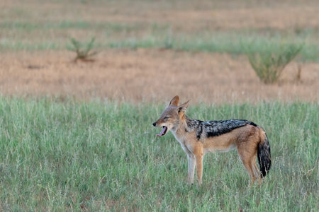 Black-backed jackal, Canis mesomelas, single mammal in grass, South Africaの写真素材