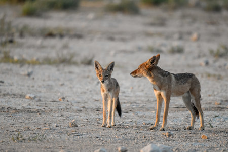 Two Black-backed Jackal (Canis mesomelas) in Etosha National Park, Namibia