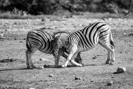 Two zebras in the Etosha National Park, Namibia.の写真素材