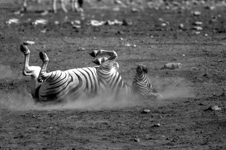 Burchell's Zebra - Equus quagga burchelliの写真素材