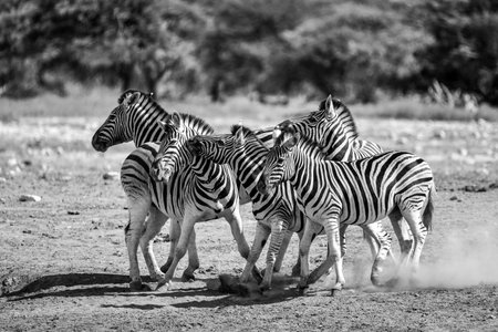 Zebras in the Chobe National Park, Botswana.の写真素材