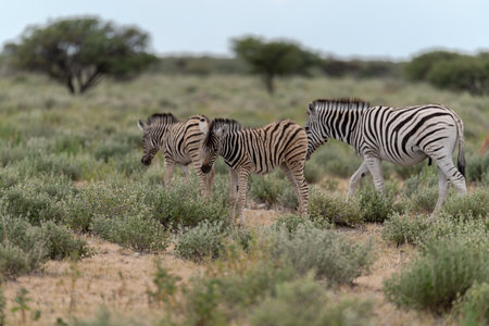 Plains zebra (Equus quagga burchellii)の写真素材