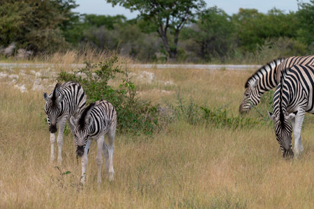 Three zebras in the Moremi Game Reserve (Okavango River Delta), National Park, Botswanaの写真素材