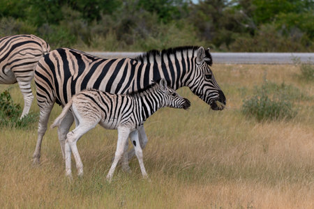 Zebra in the Okavango Delta - Moremi National Park in Botswanaの写真素材