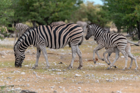 Zebras in the Etosha National Park, Namibia