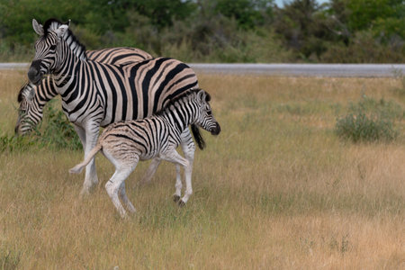 Burchells Zebra - Equus quagga burchelliの写真素材
