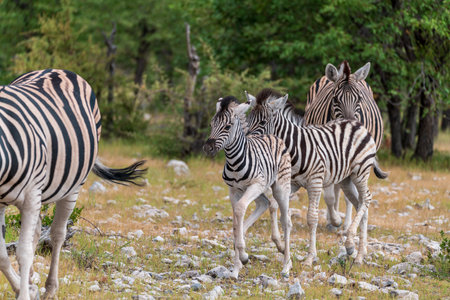 Zebras in the Moremi Game Reserve (Okavango River Delta), National Park, Botswanaの写真素材