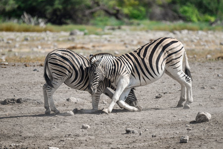Two zebras (Equus quagga) in the Etosha National Park, Namibia.の写真素材