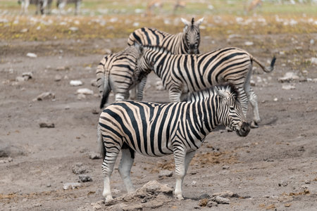 Zebras in the Etosha National Park, Namibia