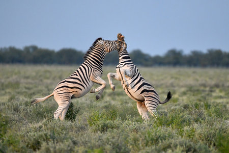 Two zebras in the grass.の写真素材