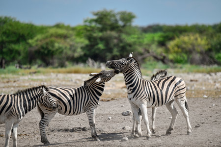 Zebras in the Etosha National Park, Namibiaの写真素材