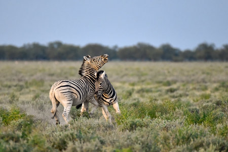 Plains zebra (Equus quagga burchellii) in Etosha National Park, Namibiaの写真素材
