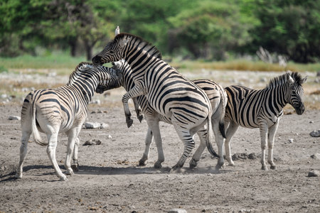 Zebras in Chobe National Park, Botswana, Africa