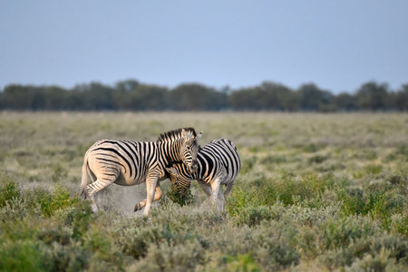 Plains zebra (Equus quagga burchellii) in Etosha National Park, Namibiaの写真素材
