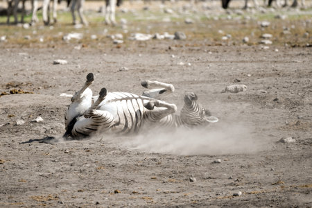 Wild zebras in Etosha National Park, Namibiaの写真素材