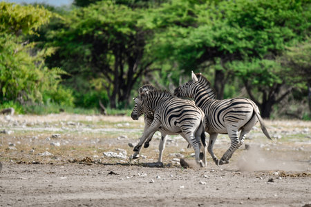 Zebras in the Etosha National Park, Namibiaの写真素材