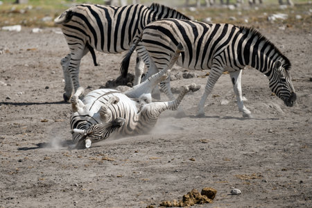 Wild zebras in Etosha National Park, Namibiaの写真素材