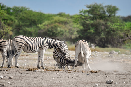 Zebras in the Etosha National Park, Namibiaの写真素材