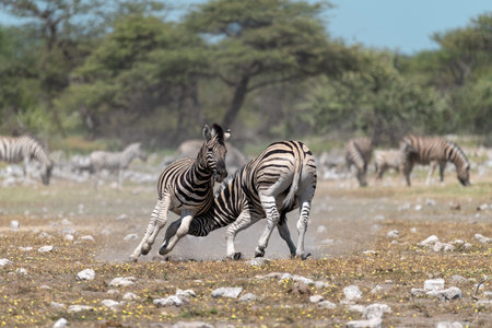 Zebras in the Etosha National Park, Namibiaの写真素材