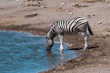 Zebra drinking at a waterhole in Etosha National Park, Namibiaの写真素材