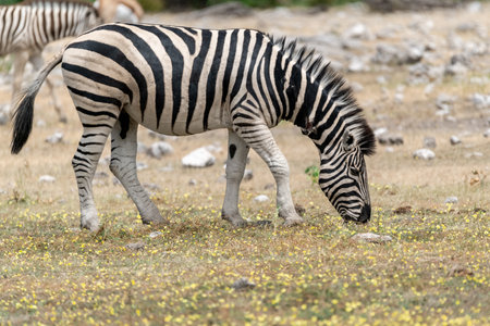 Plains zebra (Equus quagga burchellii)